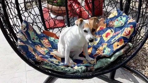 Jack Russell terrier Vidéo 247399915