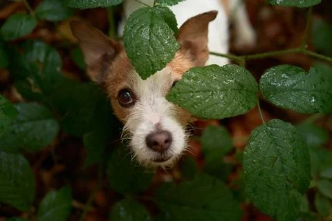 Jack Russell Terrier in Forest Foliage Stock Photos