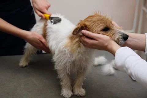 Jack Russell Terrier getting his hair cut Fotos Stock