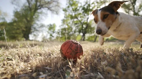 Jack russell terrier grabs teeth orange ball toy Stock Footage 90785011
