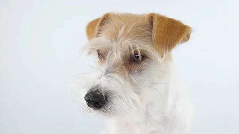 Jack Russell Terrier head profile on a white background Stock Footage 175484995
