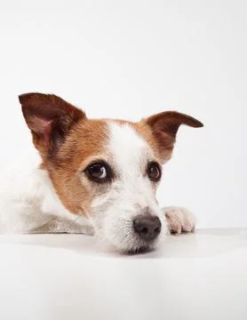 Jack Russell Terrier with head on table Stock Photos