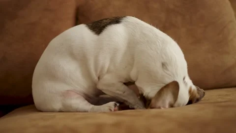 Jack Russell Terrier Itching and Biting at Skin Due to Fleas or Allergies. .. Video stock 331971461
