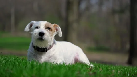 Jack Russell terrier laying on the grass and cooling down in hot weather, Stock Footage 334021588