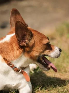 Jack Russell Terrier lies smiling in the garden in the hot sun, Danger of ... Stock Photos