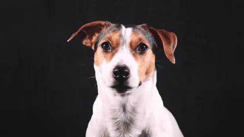 Jack Russell terrier look at the camera Stock Footage 70989050