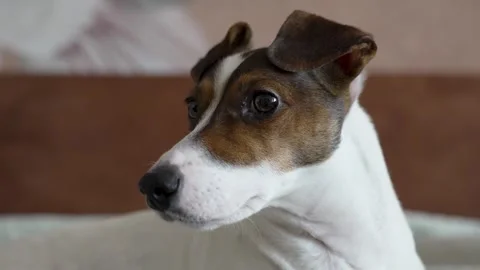 Jack Russell Terrier Looking Away in Cozy Home Interior Stock Footage 306934589