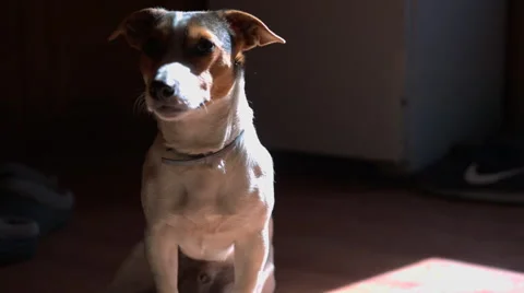 Jack Russell Terrier looking at the camera Stock Footage 62177272
