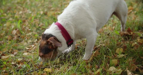Jack Russell terrier looking at camera outdoors Stock Footage 317013705