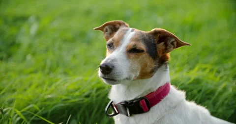 Jack Russell terrier looking at camera outdoors Stock Footage 317014672