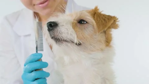 Jack Russell Terrier looks at the comb in the doctor's hand. Stock Footage 171384559