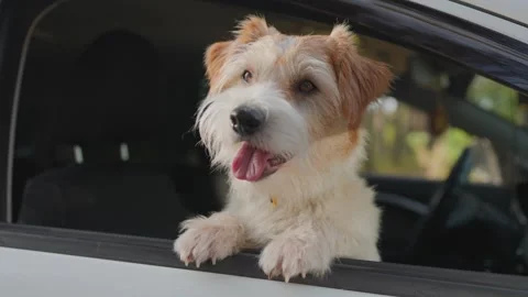 Jack Russell Terrier looks out the open window of the car. Close up Slow motion. Stock Footage 249697953