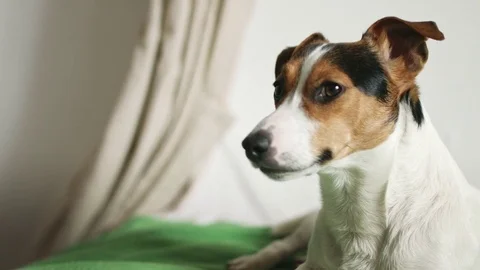 Jack Russell Terrier lying on the bed Stock Footage 73591752