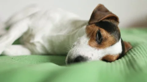 Jack Russell Terrier lying on the bed 動画素材 73591795