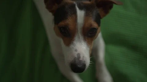 Jack Russell Terrier lying on the bed Vídeo Stock 73592150