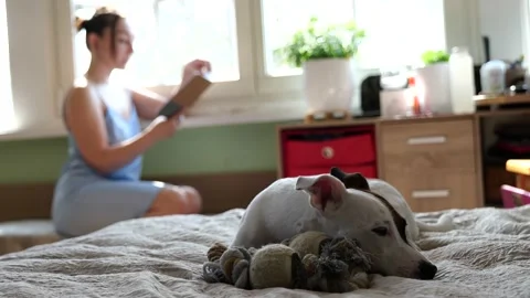 Jack Russell Terrier lying on the bed Stock Footage 162896860