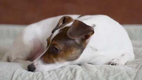 Jack Russell Terrier Lying Down in Soft Home Environment Stock Footage 306934623