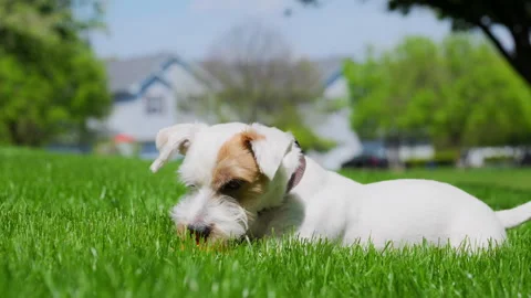 Jack Russell terrier is lying on grass and playing with toy. Close up view Stock Footage 314034093