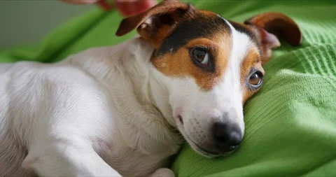 Jack Russell Terrier lying on his master's bed Stock-Footage 126104509