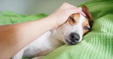 Jack Russell Terrier lying on his master's bed Vídeo Stock 126104767