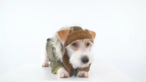Jack Russell Terrier is lying on the table in a tank cap Video stock 174826608