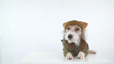Jack Russell Terrier is lying on the table in a tank cap Stock-Footage 174830469
