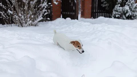 Jack russell terrier makes his way through the Stock Photos