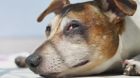 Jack Russell Terrier muzzle lies and looks around on blanket Stock Footage 158601700