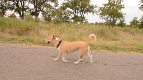 Jack Russell Terrier Out For A walk Stock Footage 114851853