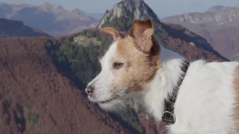 Jack Russell Terrier Overlooking Mountain Scenery Stock Footage 289843537