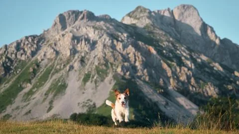 Jack Russell Terrier pausing in mountain meadow for photo Stock Photos