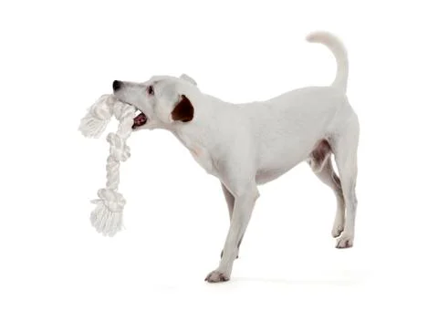 Jack russell terrier Stock Photos