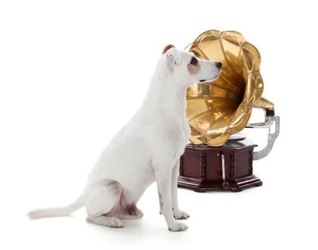 Jack russell terrier Stock Photos