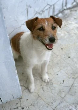 Jack Russell Terrier Stock Photos