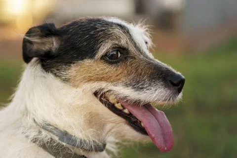 Jack russell terrier Stock Photos