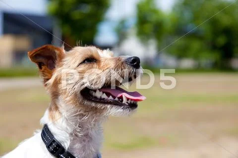 Jack Russell Terrier Stock Photos