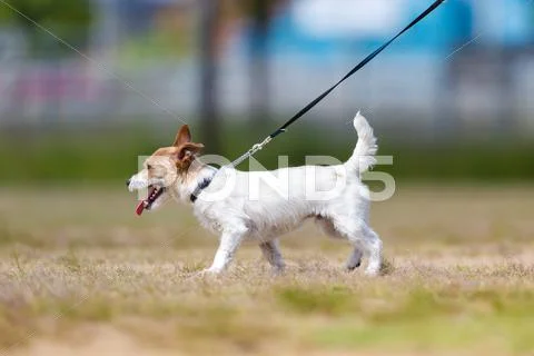 Jack Russell Terrier Stock Photos