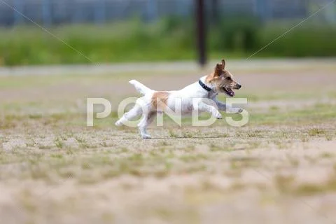 Jack Russell Terrier Stock Photos