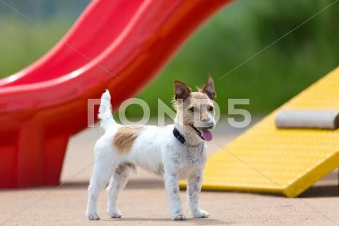 Jack Russell Terrier Stock Photos