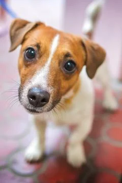 Jack Russell Terrier Stock Photos