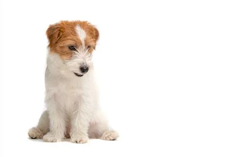 Jack Russell Terrier Foto stock