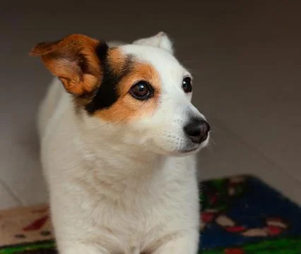 Jack Russell terrier Stock Photos