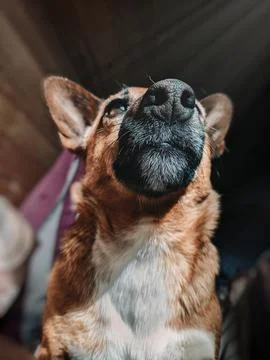Jack Russell Terrier Foto stock