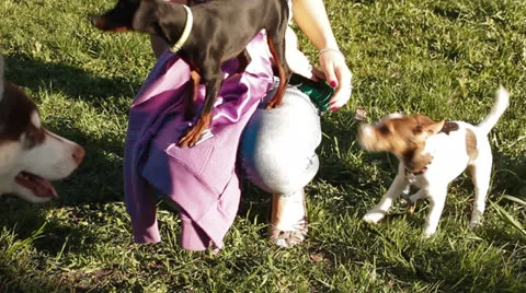 Jack Russell Terrier playing Stock Footage 24275545