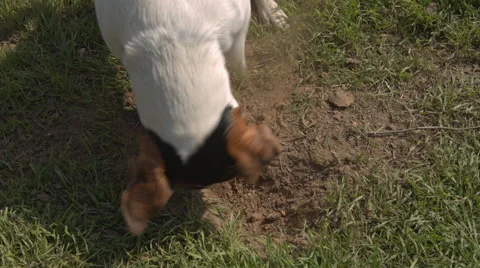 Jack Russell Terrier playing in the grass 動画素材 61951966