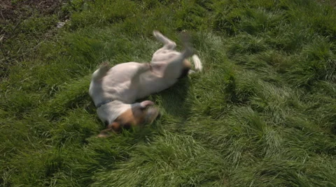 Jack Russell Terrier playing in the grass Video stock 61952793