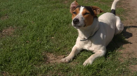 Jack Russell Terrier playing in the grass Vídeos de archivo 62179430