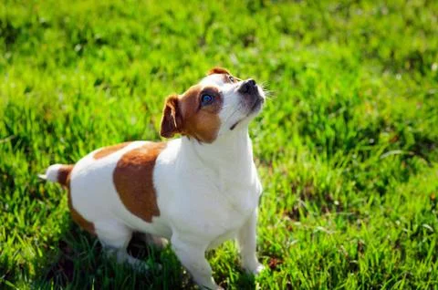 Jack Russell Terrier playing outside smiles Stock Photos