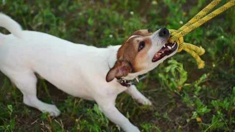 Jack Russell Terrier playing tug of war with rope toy, professional dog trainer Stock Footage 345153012