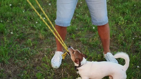 Jack Russell Terrier playing tug of war rope game with owner, active dog pulling Stock Footage 345167310